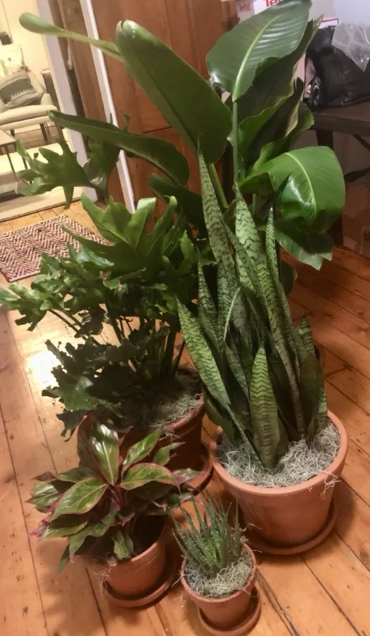 Five potted plants on the wooden floor at home